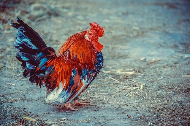 photo of a colourful rooster