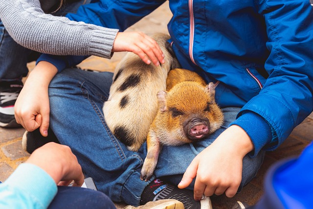 photo of child with little pigs on his lap