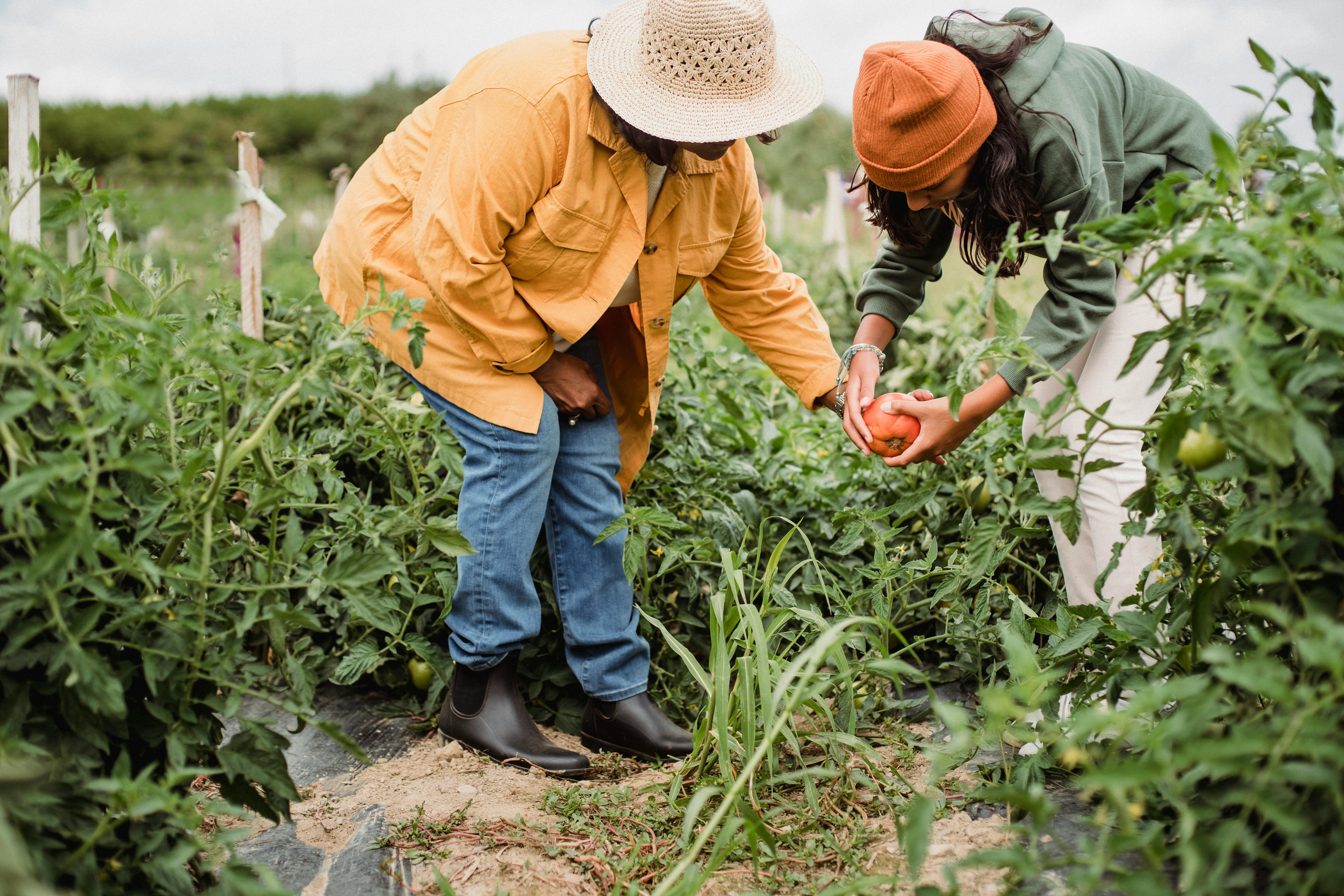 photo of two people picking up tomatoes on the field