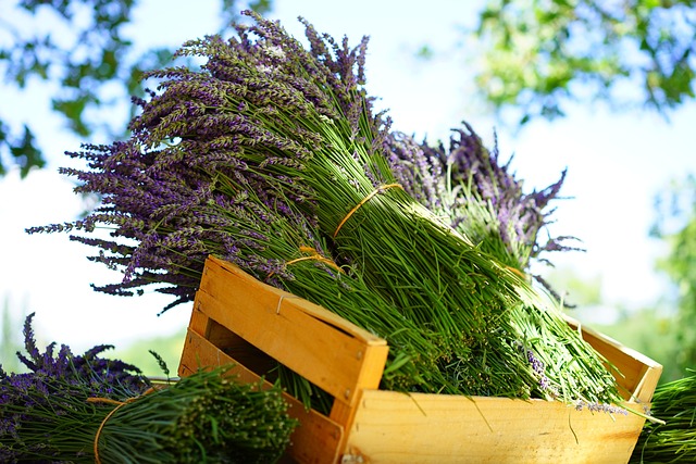 image of bouquet of lavender