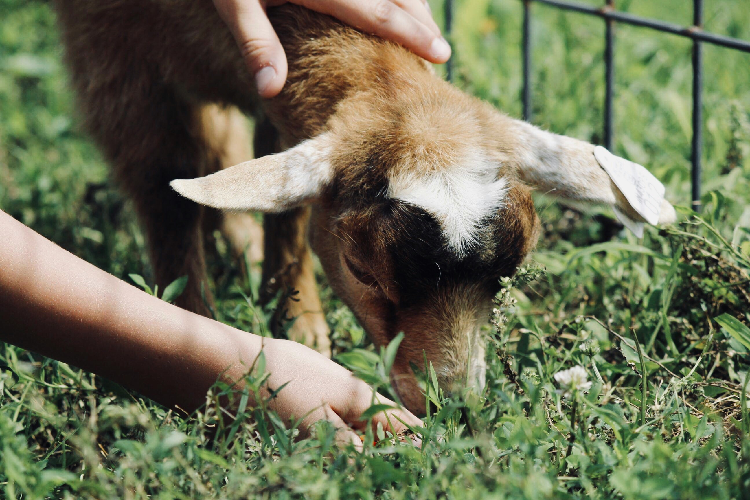 image of little goat being fed by hand